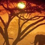 africa tech festival 2025 l afrique trace sa voie numerique