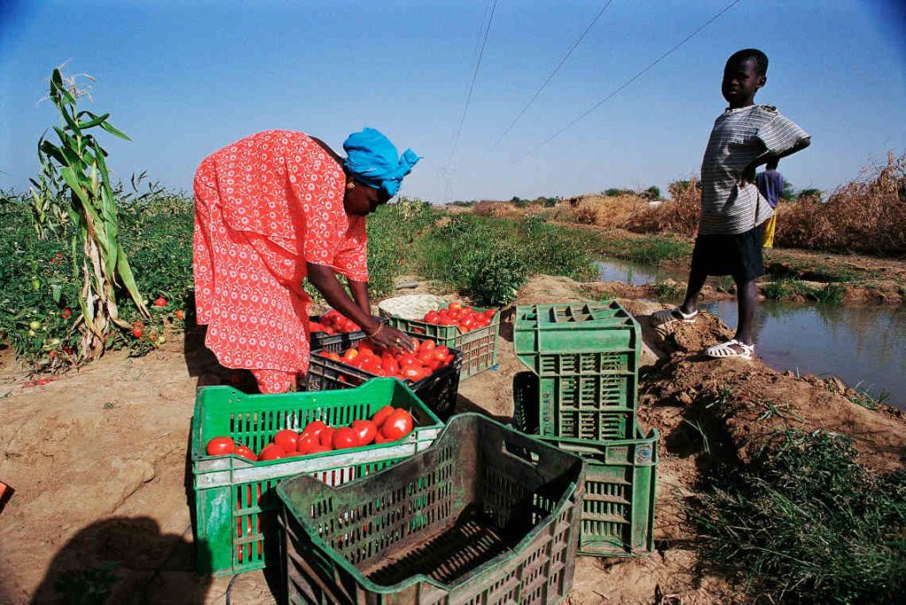 afrique vulgariser les tic peut accroitre la production agricole de 20 en 5 ans