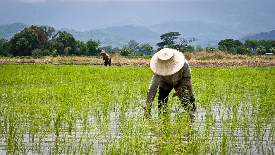agriculture regeneratrice la start up africaine amini laureate du climate farmers challenge