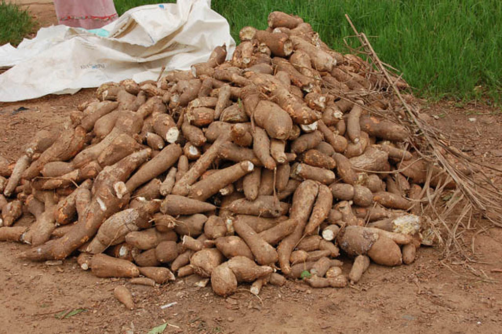 cassava technologies premiere big tech africaine