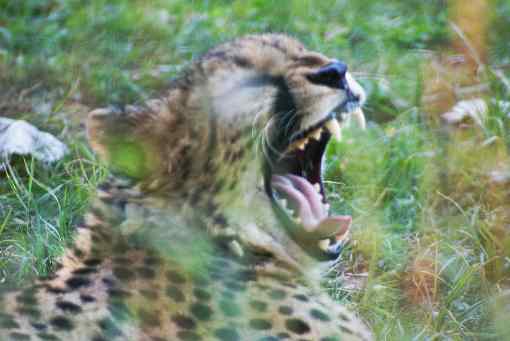 course contre un guepard visite d une mine de diamants pour sa tournee africaine le streamer ishowspeed explose tous les compteurs en faisant decouvrir aux americains venu sur le continent africain pour feter ses 50 millions d abonnes sur youtube le streameur ishowspeed a ete celebre par des fans venus en masse pour l accueillir dans chaque pays traverse