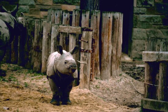 des cornes de rhinoceros radioactives l etonnante technique sud africaine contre le braconnage