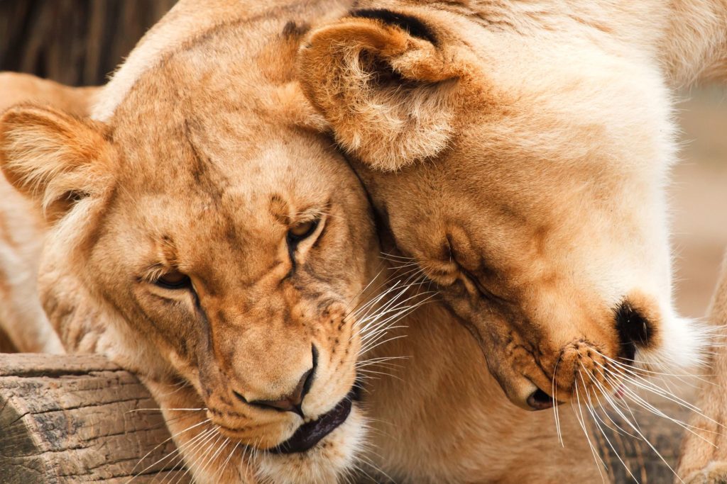 lion 5 choses a savoir sur le roi des animaux le lion est considere comme le roi des animaux dote d une superbe criniere il est vrai que cet animal est un chasseur hors pair mais comment se distingue t il des autres