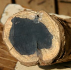 paratus connecte les ecoles isolees en afrique grace a la technologie starlink