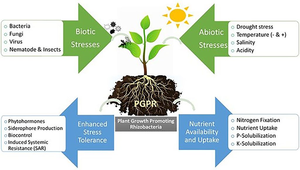pgpr technologies la startup qui se positionne dans l agriculture durable grace a la biotechnologie pgpr technologies est une startup qui developpe des biofertilisants et des biostimulants bases sur des technologies avancees en biotechnologie ces produits testes et valides sur le terrain ont pro