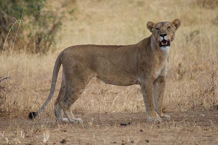 un chauffeur impatient percute une lionne en afrique du sud un chauffeur impatient a provoque l indignation dans le parc national kruger en afrique du sud lors d un safari un visiteur a filme l homme en train de percuter une lionne par derriere le fauve s e