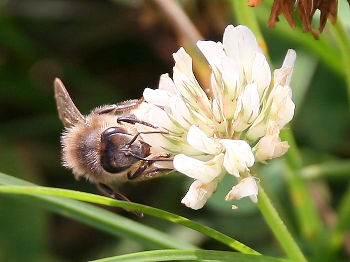 une startup mauritanienne butine avec les abeilles l afrique en marche s en va butiner en mauritanie dans ce pays sahelien un jeune startupper oumar diallo a decide de se lancer dans l apiculture et de dispenser sa science aupres d